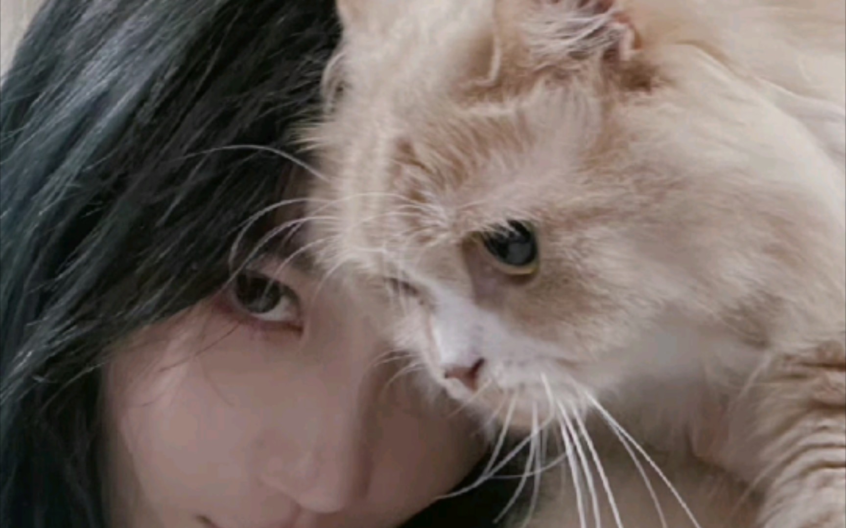 【郑丹妮】号外号外!以后就不是树杈啦,是猫咪摇篮!