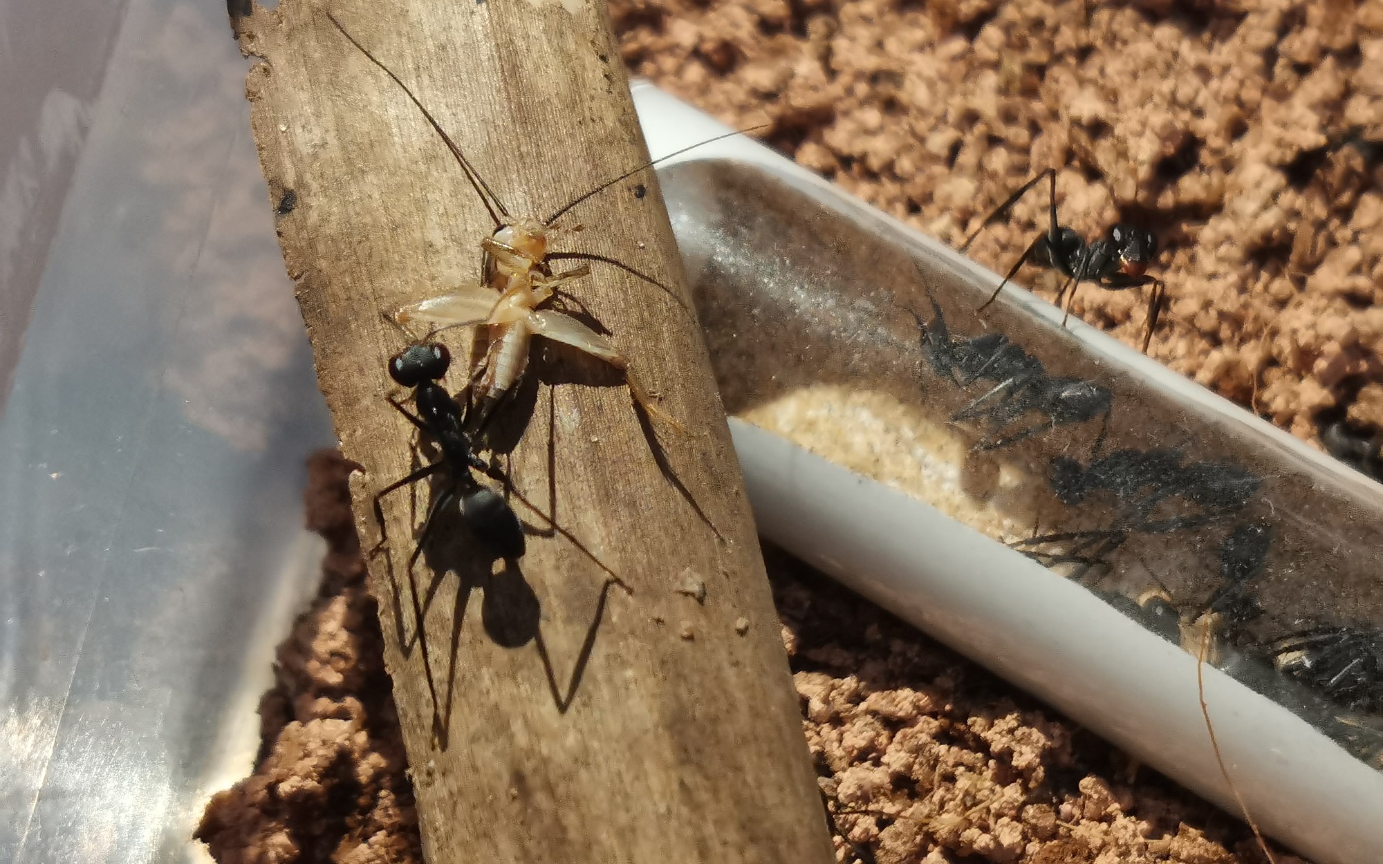 视力超好,破坏巨眼蚁!(蚂帝36)