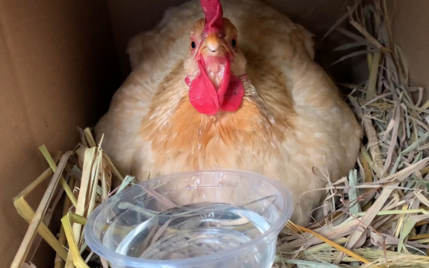 咕咕鸡真可爱,喝完水还吧唧嘴_哔哩哔哩_bilibili