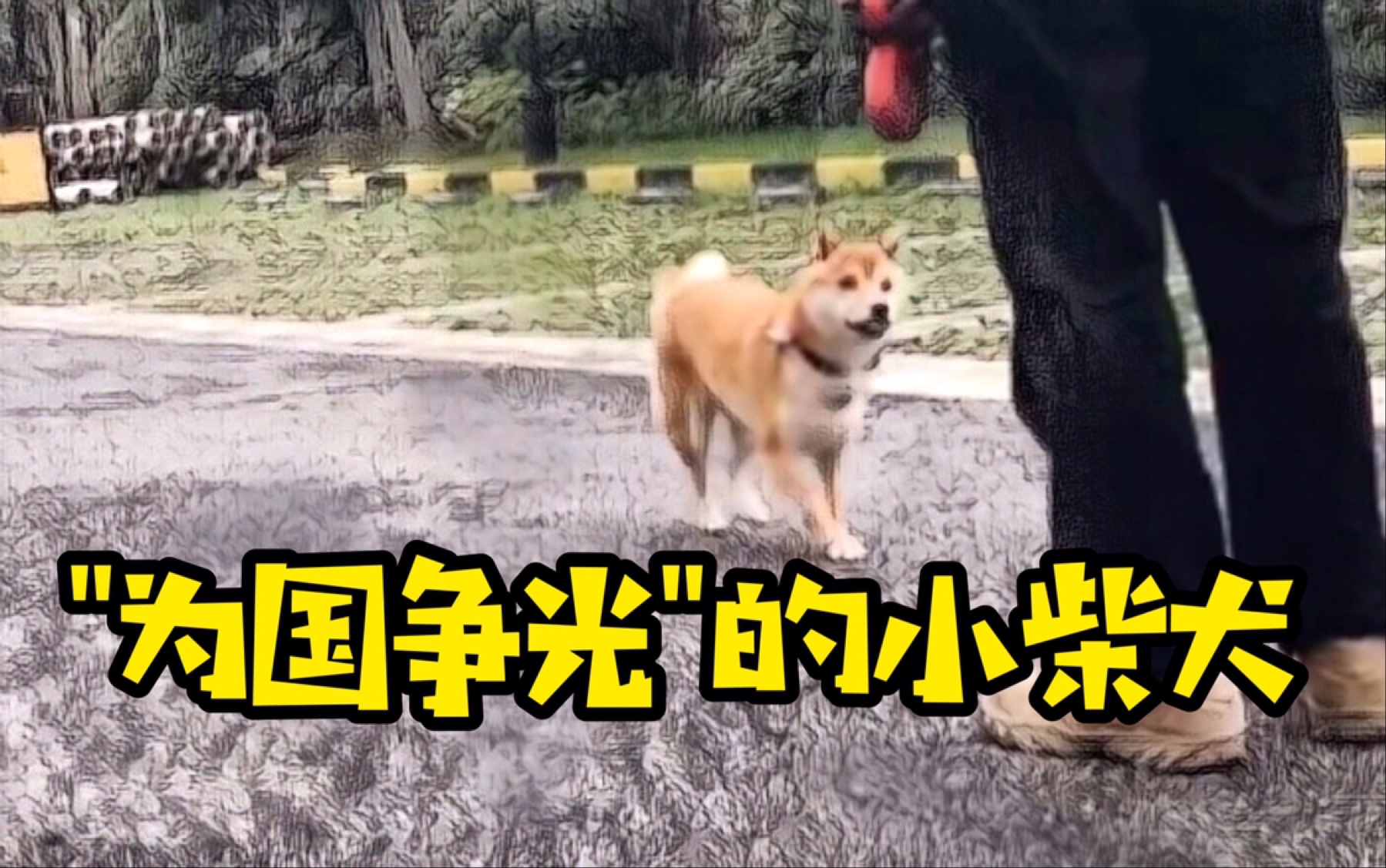 【柴犬】小柴犬也算“为国争光”了,不给点鼓励吗?哔哩哔哩bilibili