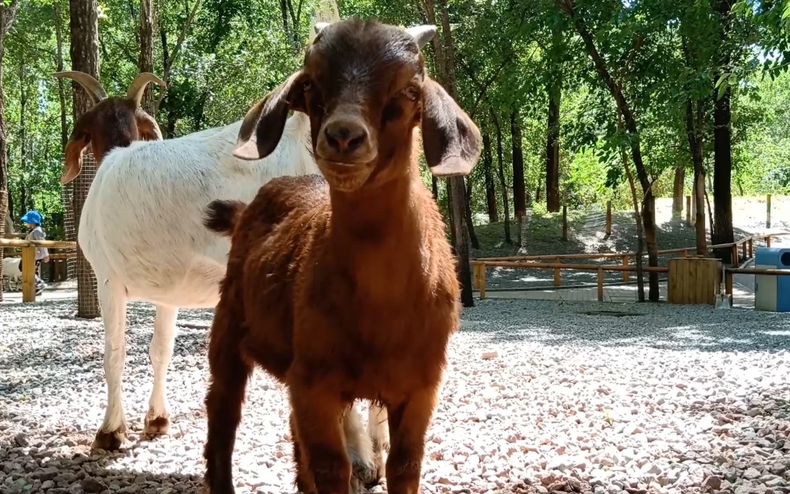 北京野生动物园的羊有多可爱?_哔哩哔哩_bilibili