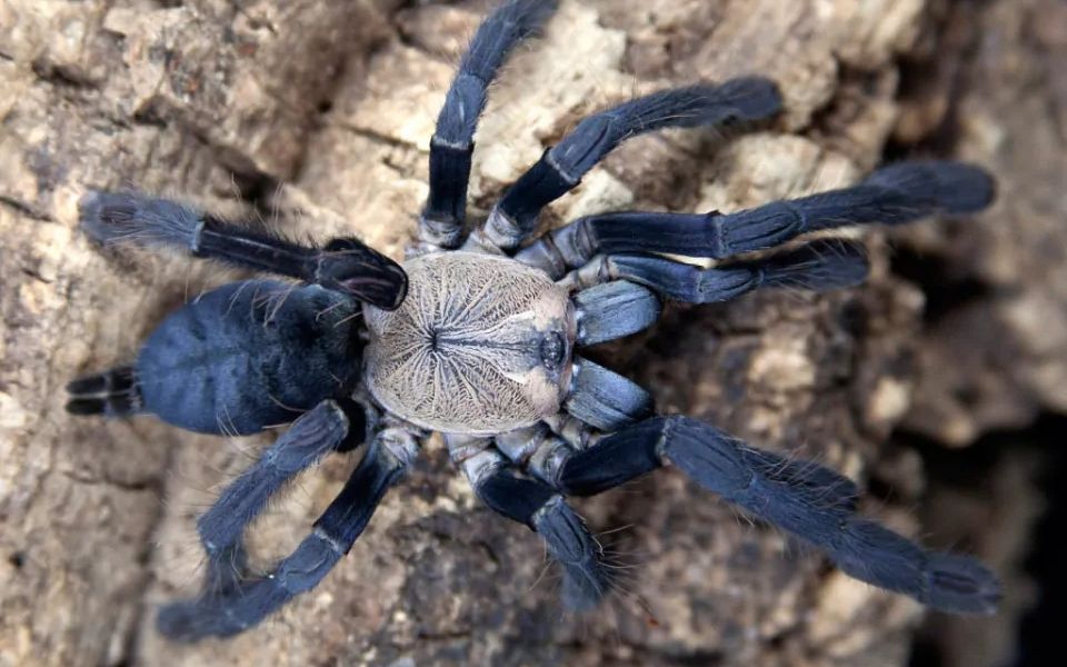 祁one捕鸟蛛品种科普系列印尼金背地老虎