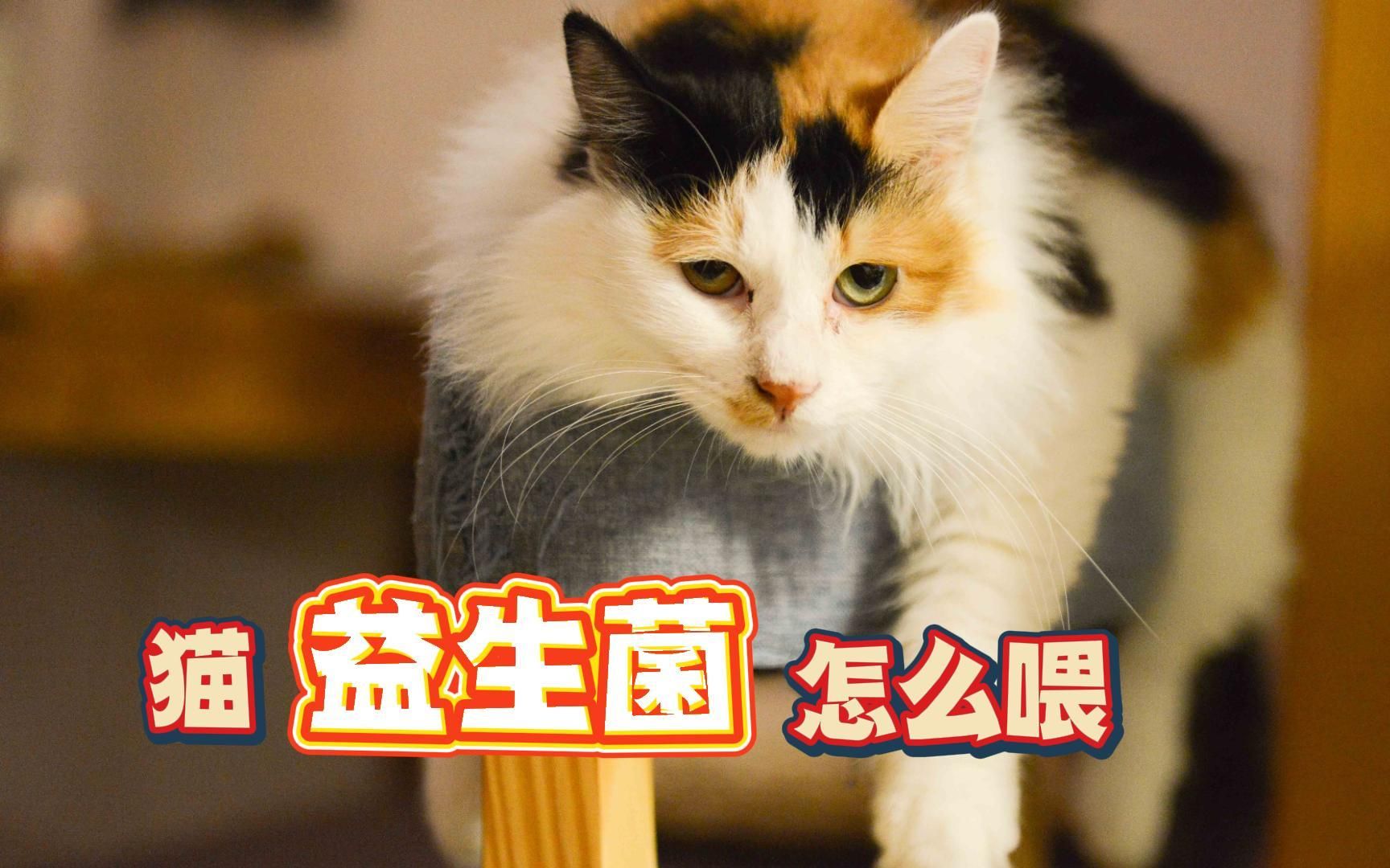 猫益生菌怎么喂哔哩哔哩bilibili