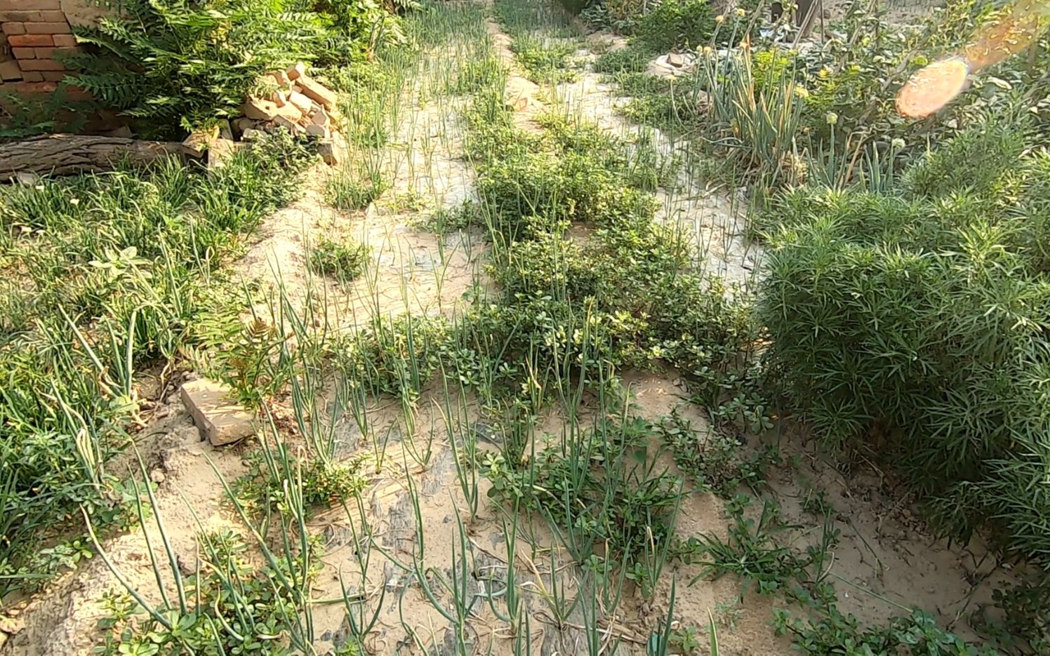 农村婆婆菜园中摘菜,野草长满地,这种野草是城市里买不到的美味