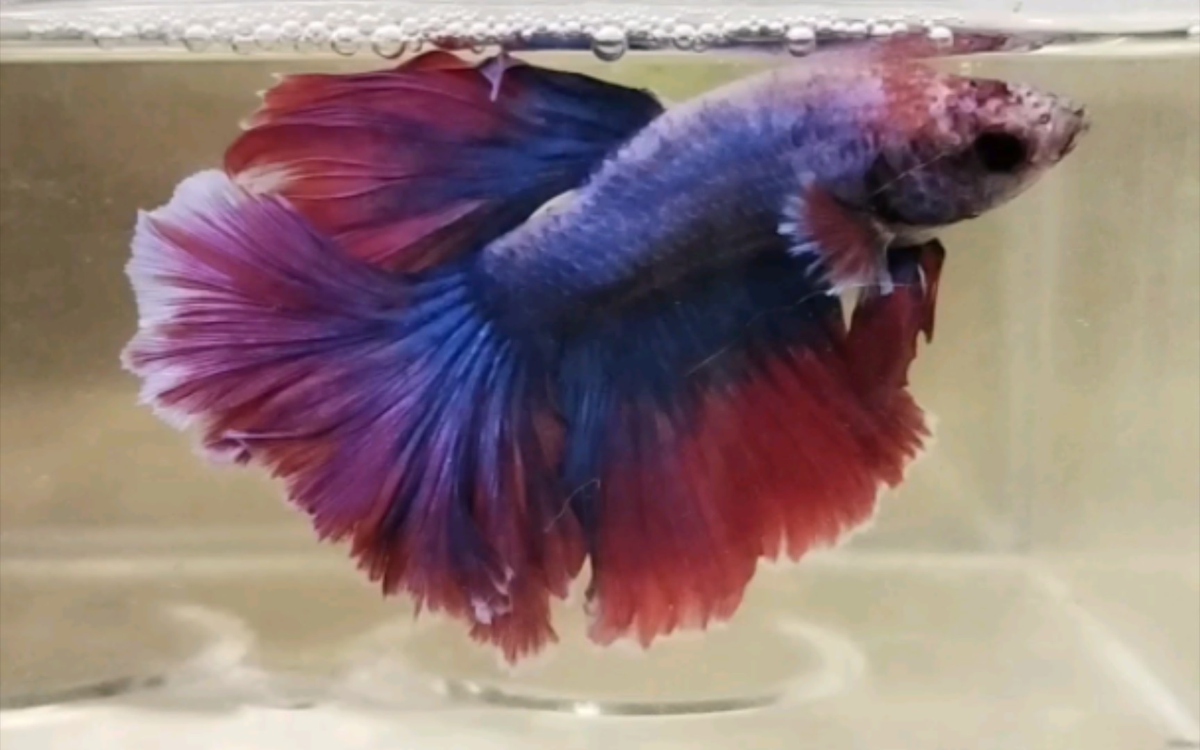 蜡彩色特殊尾半月斗鱼