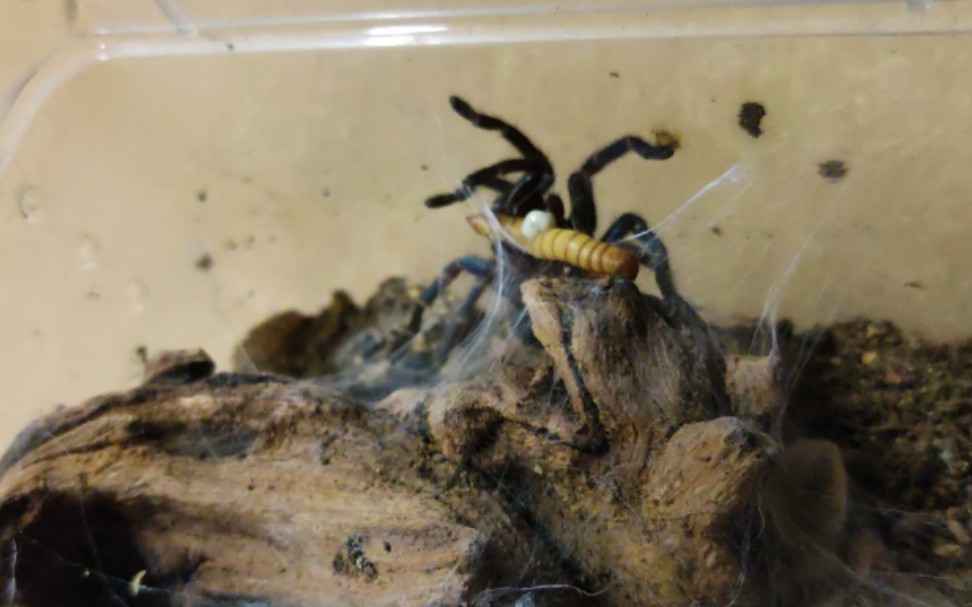 活动作品捕鸟蛛的喂食日常