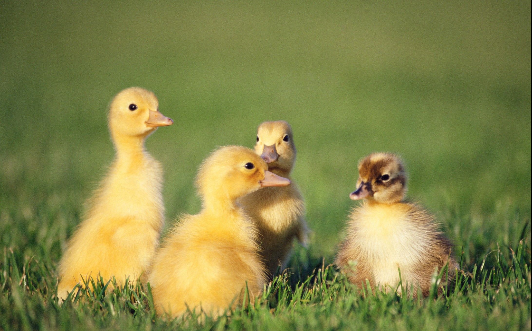 鸭子玩枪,玩是自己!duckgame#1