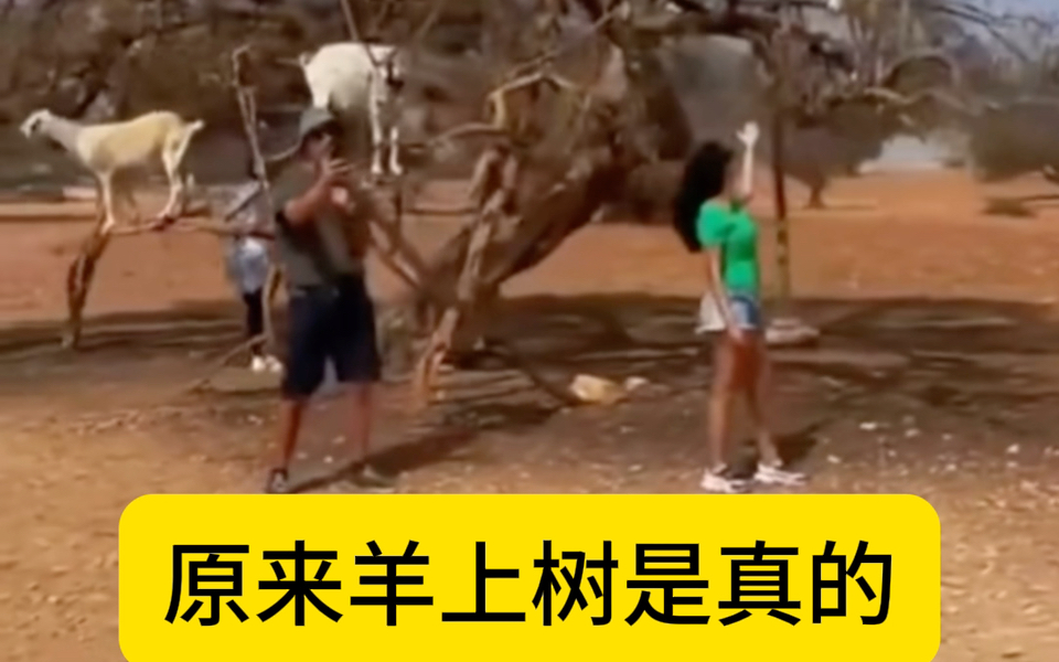 郭老师羊上树的出处