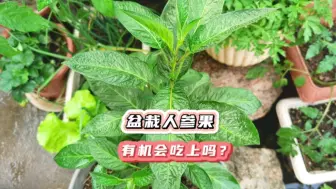 下载视频: 吃人参果时一个小动作，花盆意外长出人参苗，能顺利吃上果吗？