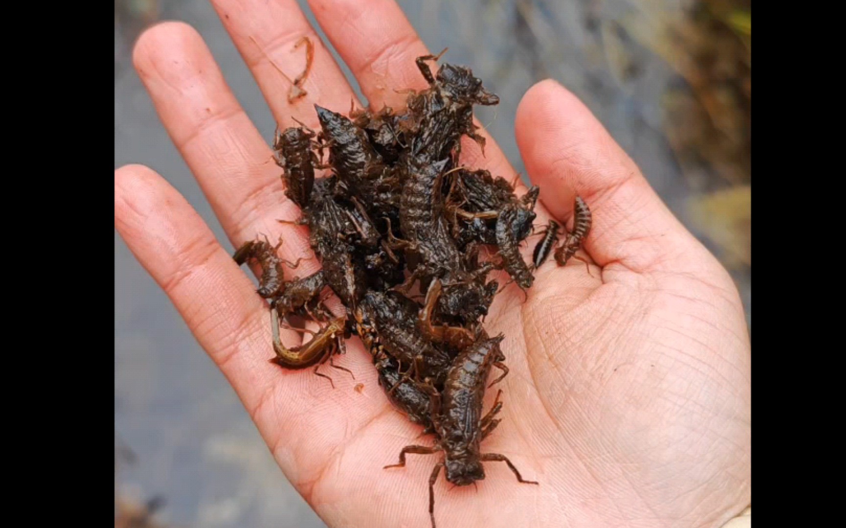 北京初冬昆虫野采