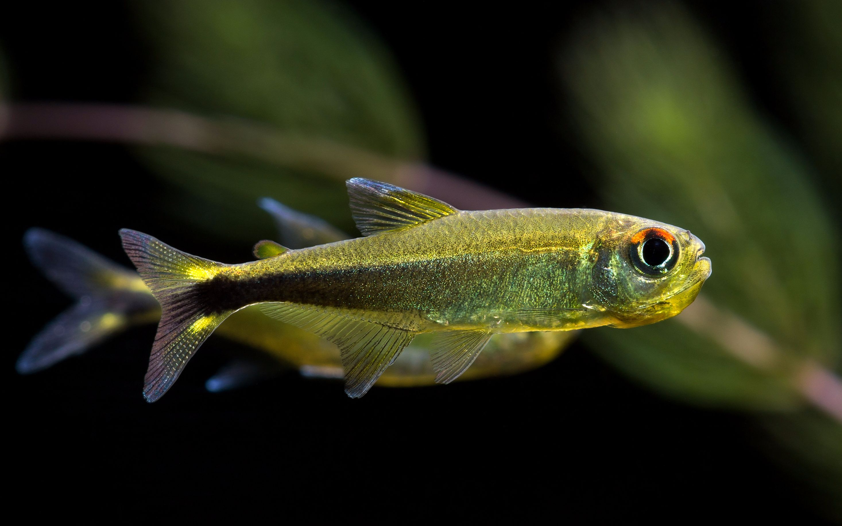 自家鱼缸灯鱼热带鱼梅塔02