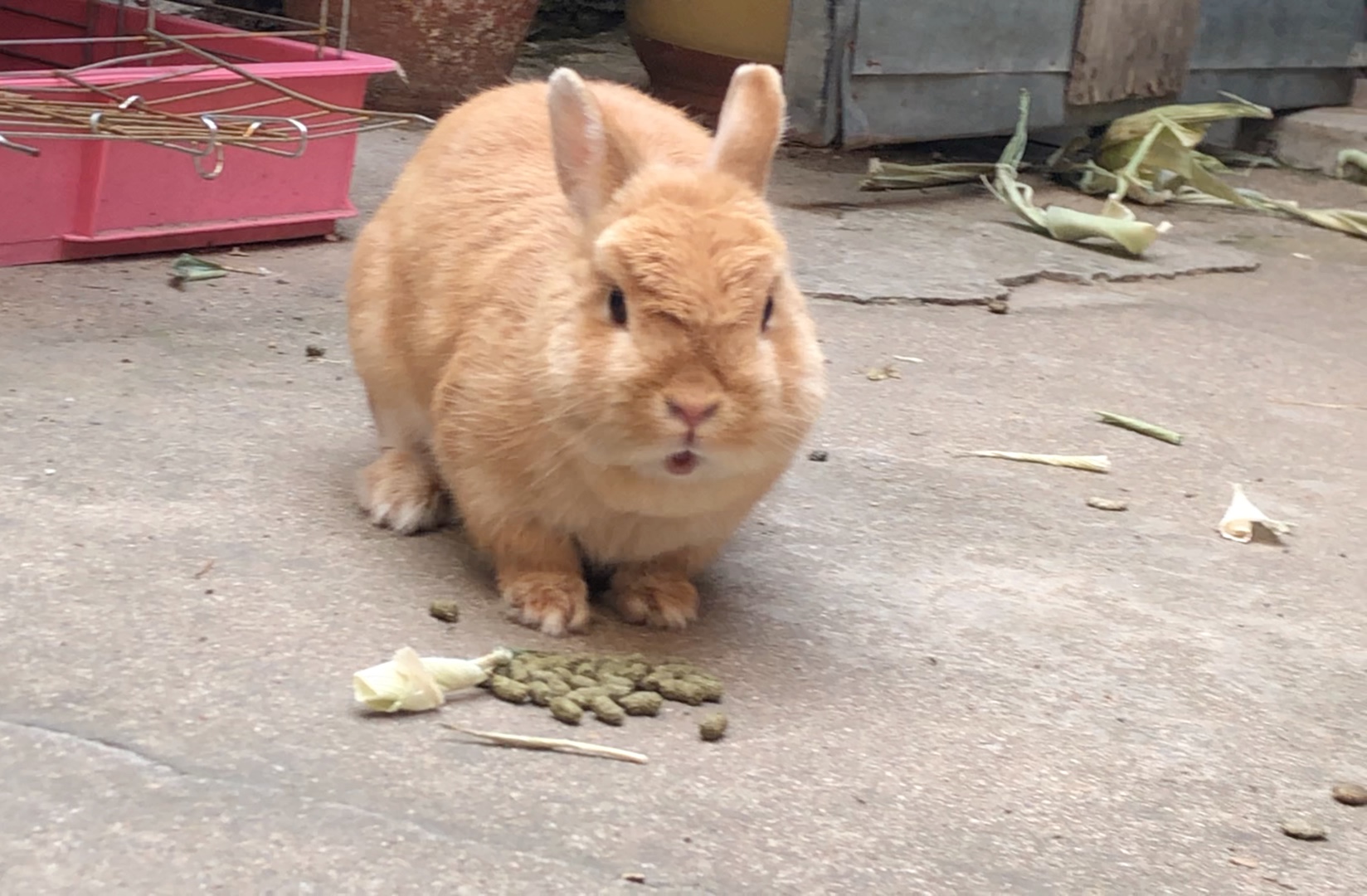 [图]🐰兔