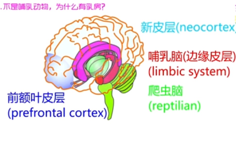 [图]你所不知道的蜥蜴人！爬虫脑！曾经火星男孩提到的星际战争！