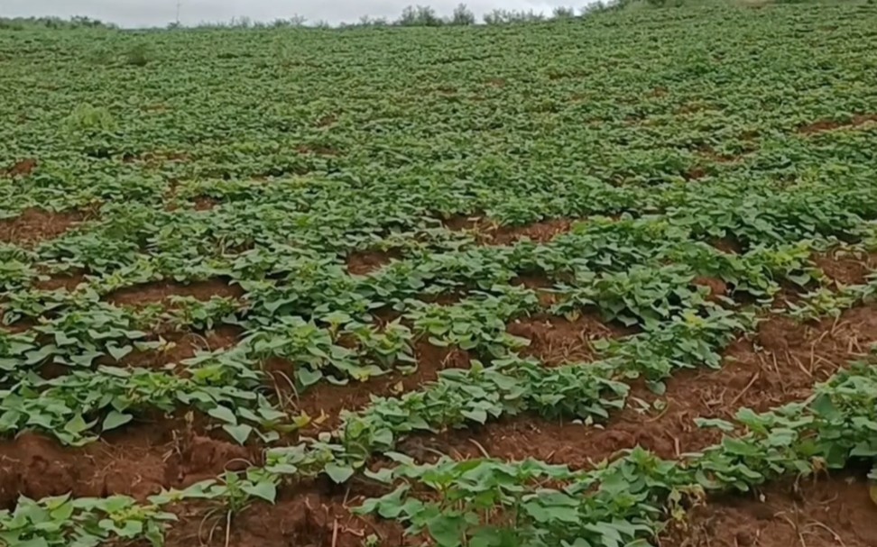 江西泰和苑前镇书院村,荒山变青山,千亩红薯田,红薯田管忙!