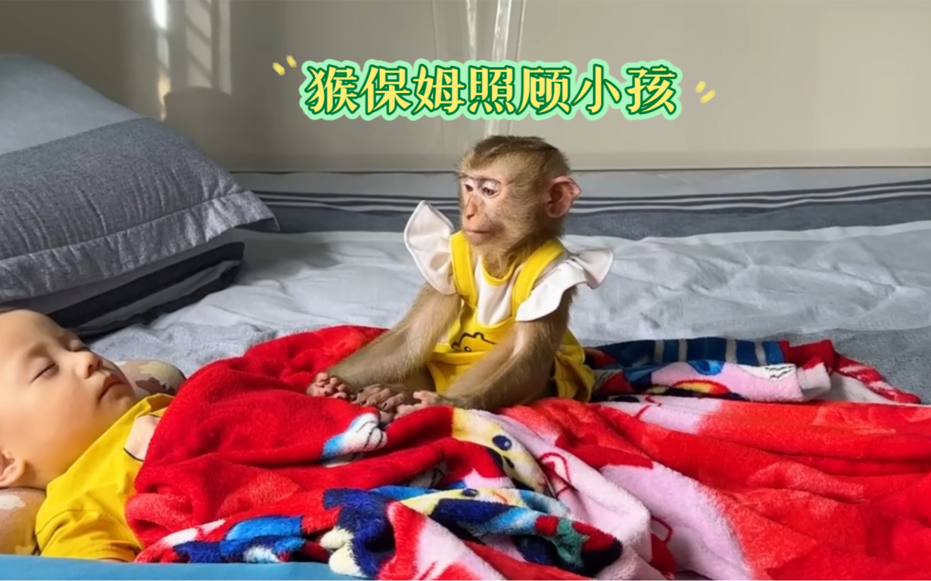 [图]第206集：请一个这样的猴子做保姆要多少钱？