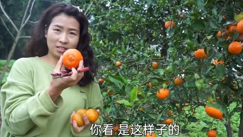 女生把8个皇帝柑烤熟吃 不一样的体验 烤熟的柑子会是什么味 哔哩哔哩