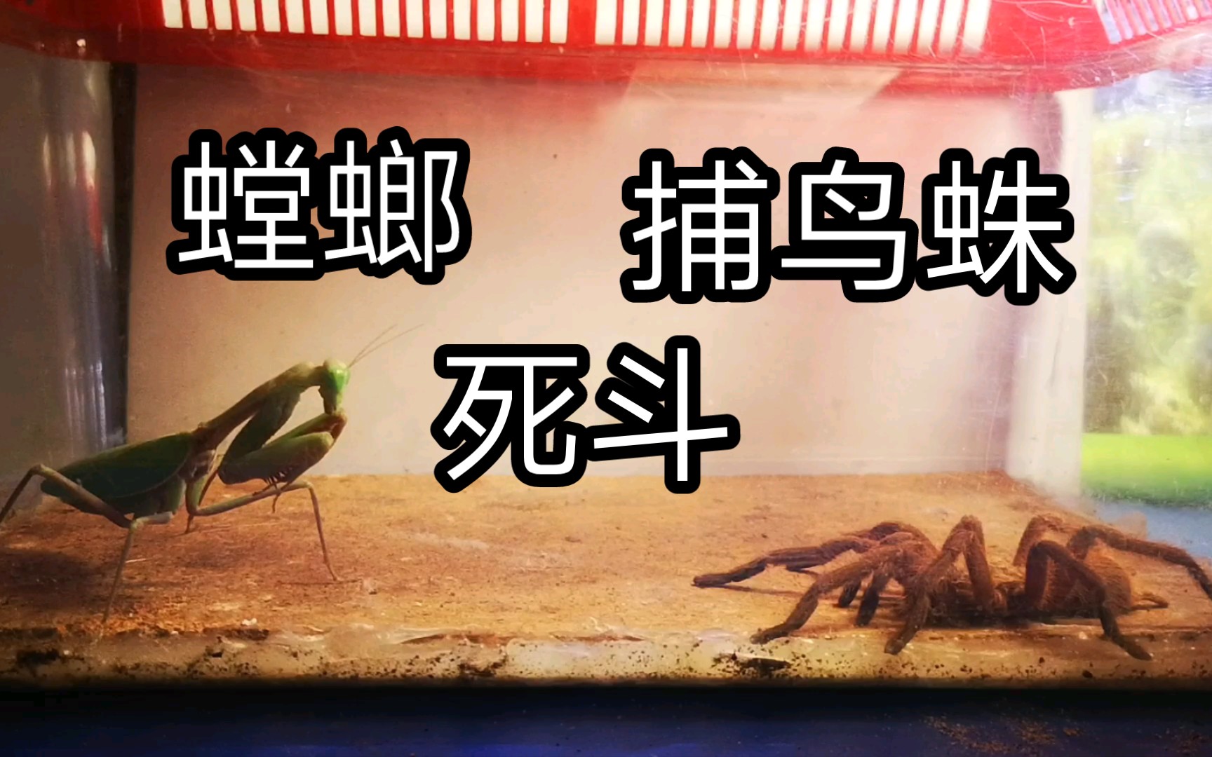 澳洲斧螳vs广西缨毛蛛(昆虫军vs毒虫军61new第二十一集)