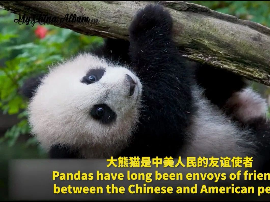 却如风中之烛:今天上午,出现在神树坪的华动团队,梅丽莎·桑格为首