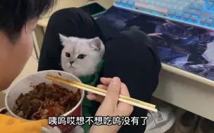 下载视频: 大学里的猫，带到宿舍