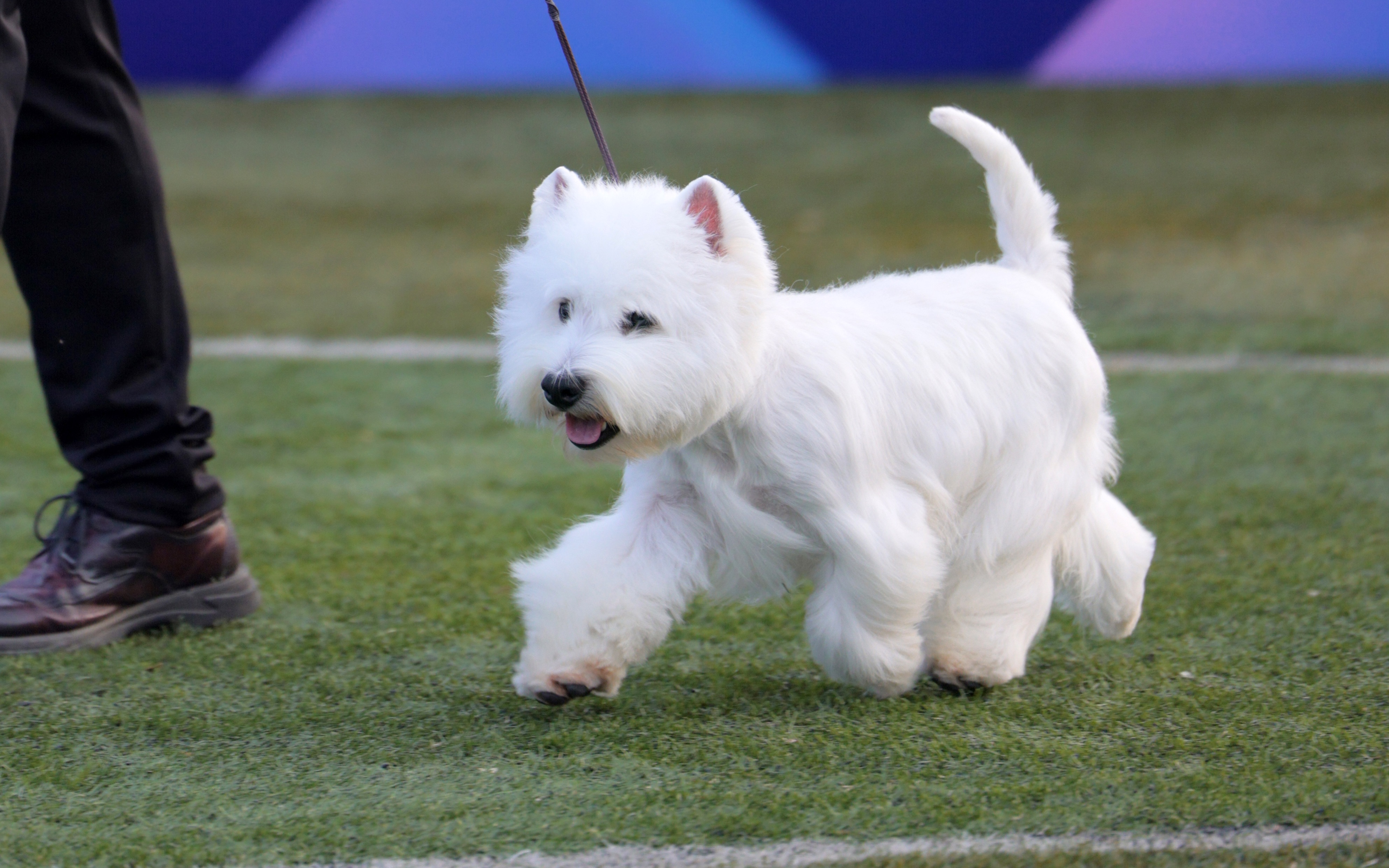 小白羊--西高地白梗