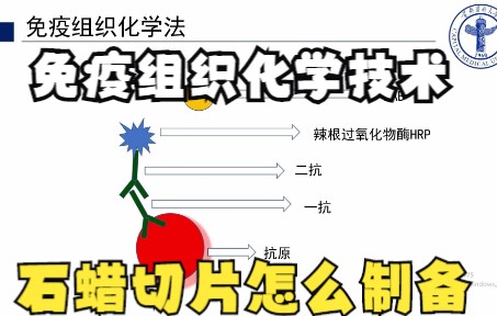 免疫组织化学技术 石蜡切片制备哔哩哔哩bilibili