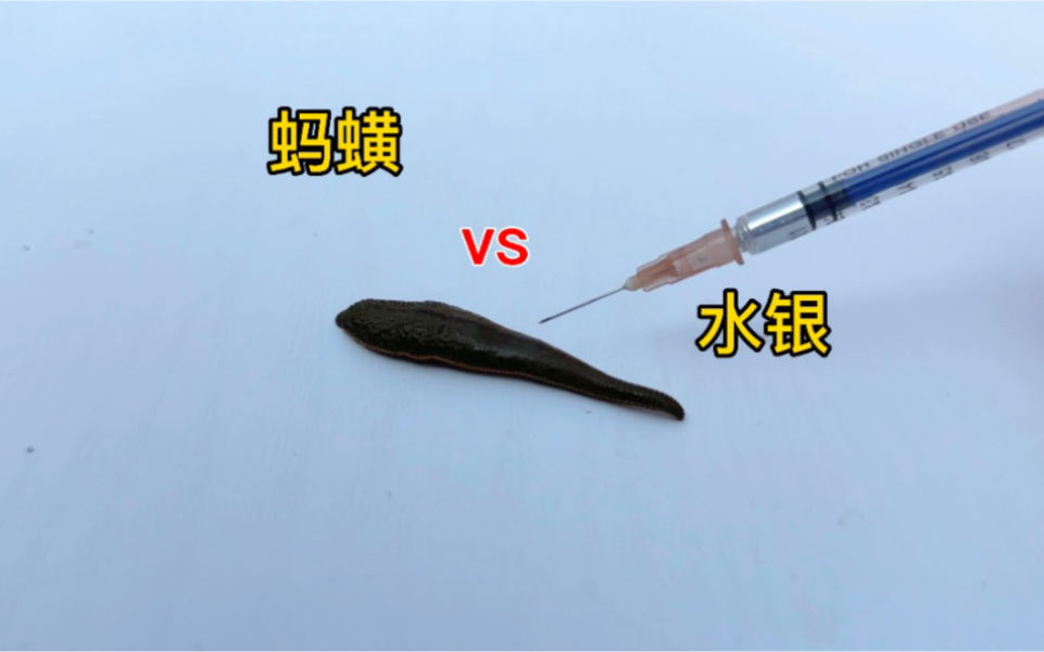 [图]把水银注射到蚂蟥体内！会发生什么事？