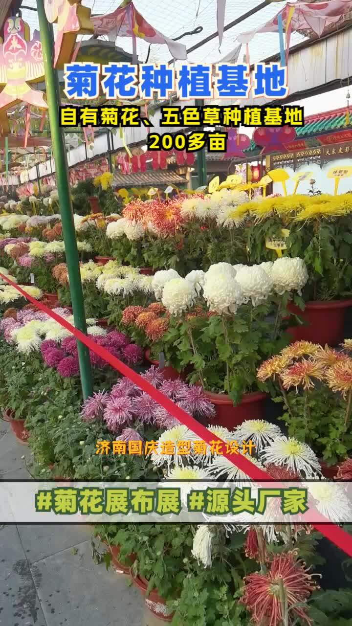 济南国庆造型菊花设计,穴盘苗,绿雕造型,提供网红造型,菊花造型,绿雕设计等,覆盖区域包括湖北的武汉,黄石,荆州,黄冈等地区,有兴趣的老板,...