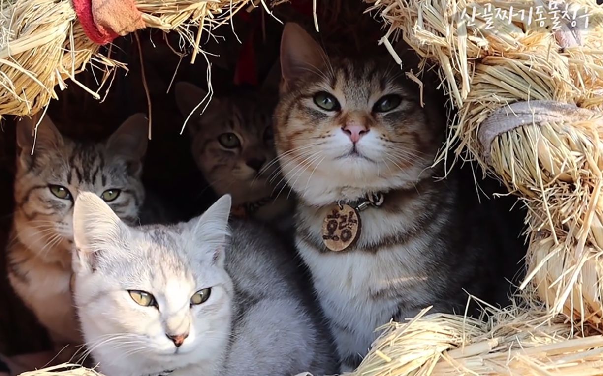 太过分了拥有这么多只猫就算了还要只只都这么可爱又好看(t t想要一只