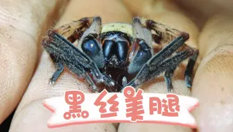 调教黑丝长腿大蜘蛛，在莱提蛛最漂亮的年纪