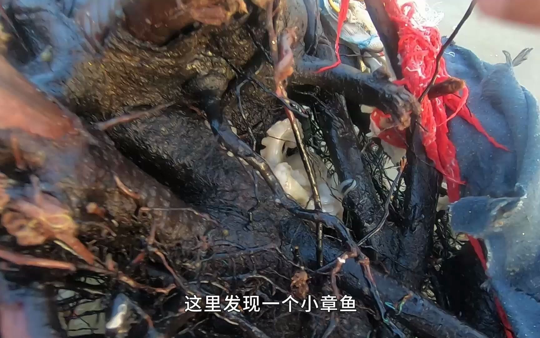 东川赶海意外发现罕见一幕,两海鳗头咬头互相打架,几十年头次见