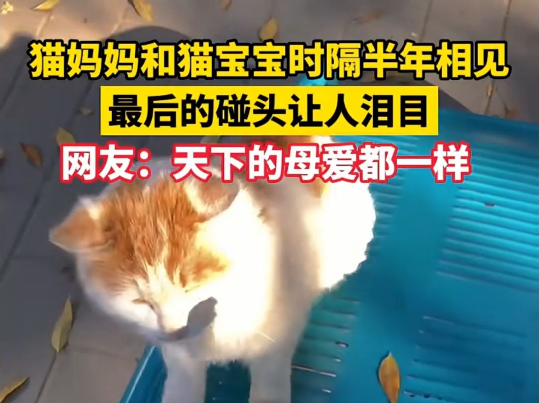 猫妈妈和猫宝宝时隔半年相见,老母亲认出了宝宝 宝宝已不认识妈妈,最后的碰头让人泪目,网友:天下的母爱都一样!哔哩哔哩bilibili