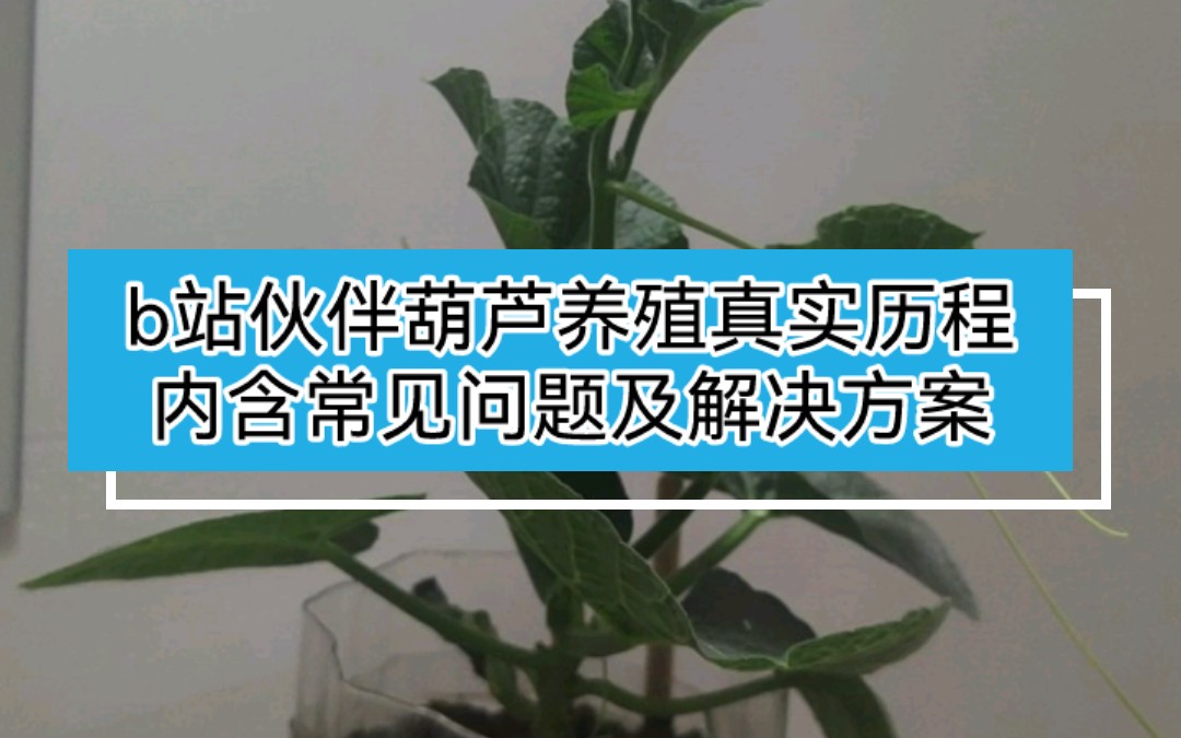 【葫芦种植】一位b站伙伴真实养殖历程哔哩哔哩bilibili