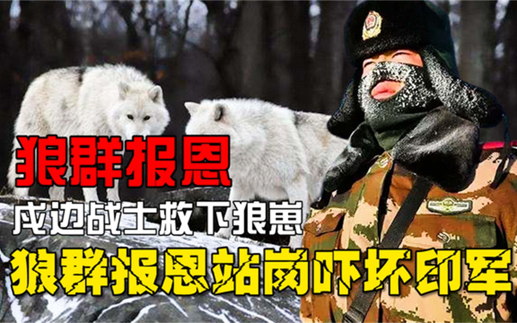 [图]万物有灵！戍边战士风雪中救下狼宝宝，狼群报恩帮助战士击退印军！