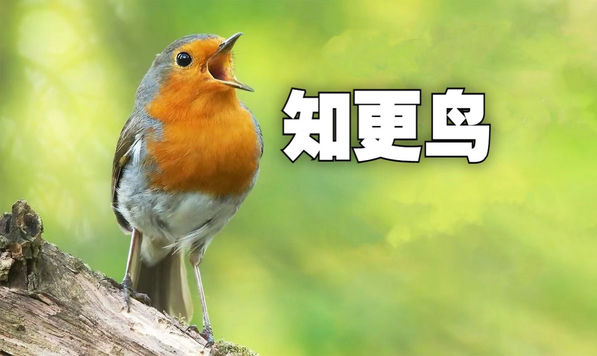 [图]知更鸟—美妙的鸟鸣|动物世界Wildlife