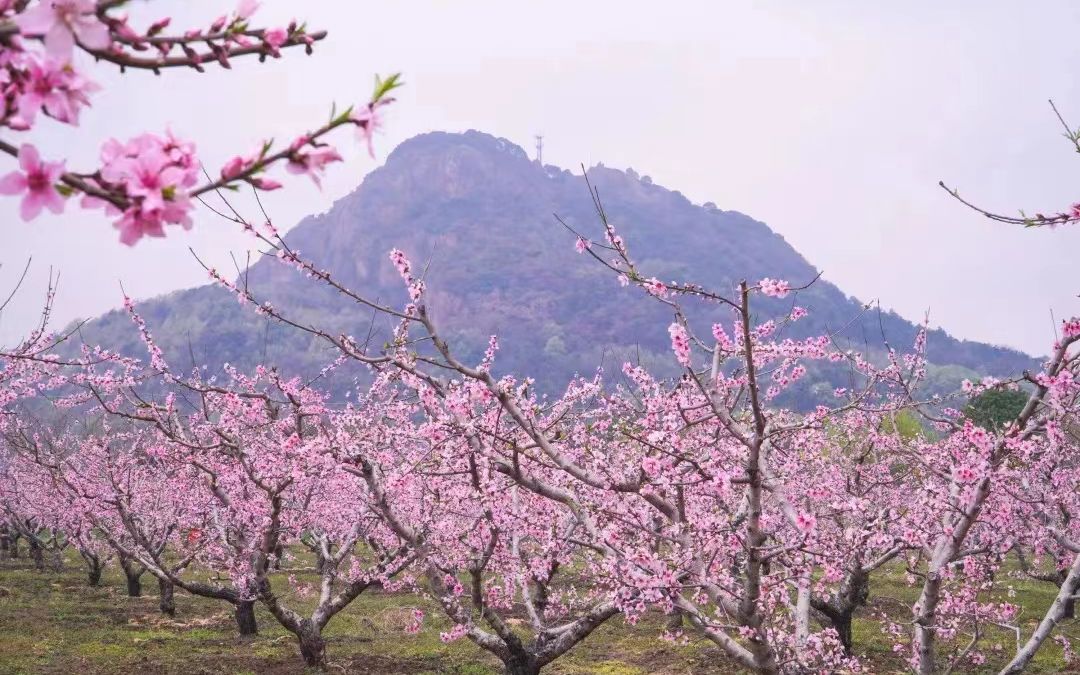 阳山桃花图片图片