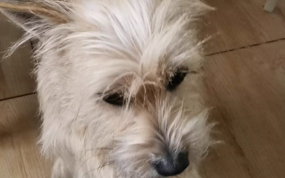 卑微狗子,在线按摩.