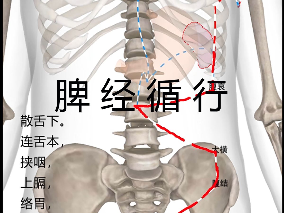 足太阴脾经 三分钟内经图文笔记哔哩哔哩bilibili