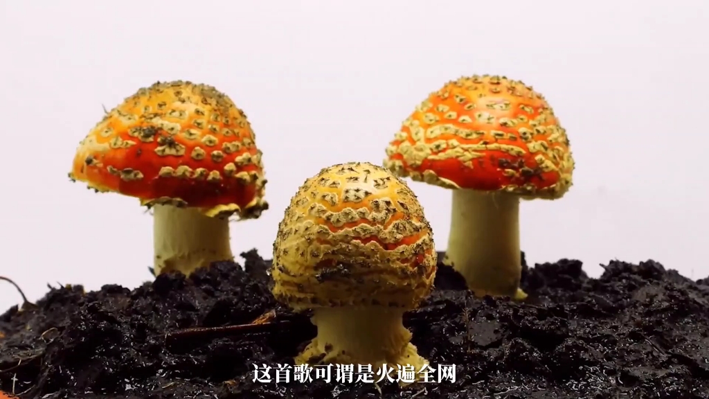 世界上最毒的五种蘑菇,吃了全村吃席.