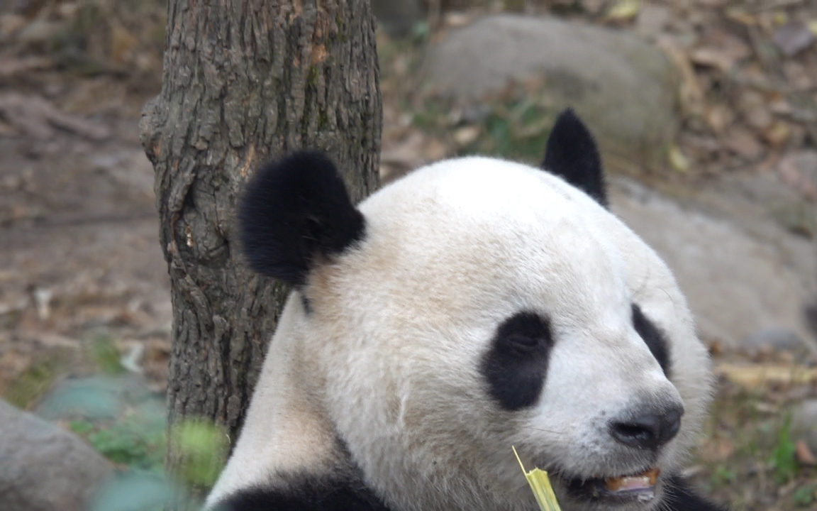 【大熊猫迎迎】成迎迎别顾着吃,到了月亮可要认真找老婆呀