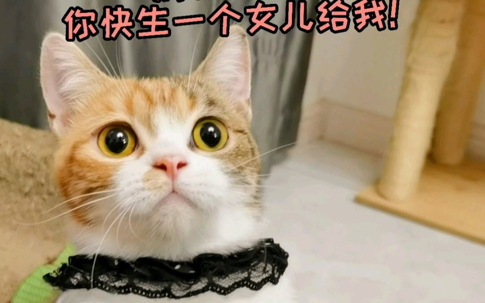 [图]我的猫竟然以为孩子是跟我生的！！