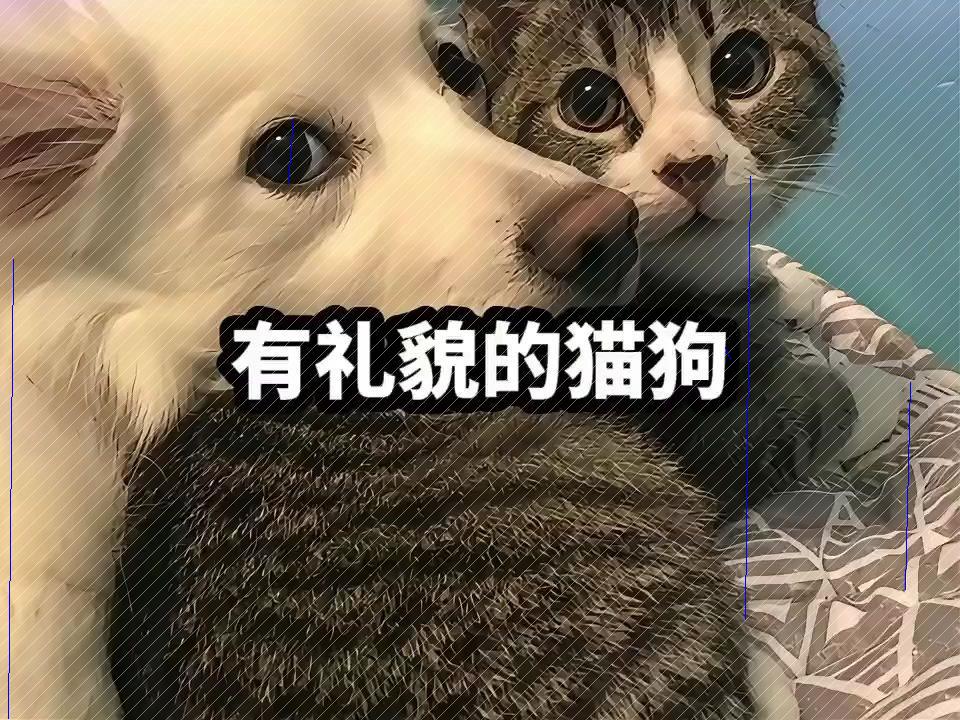 优雅宠物的礼仪秀:猫咪的温文尔雅与狗狗的彬彬有礼O网络游戏热门视频