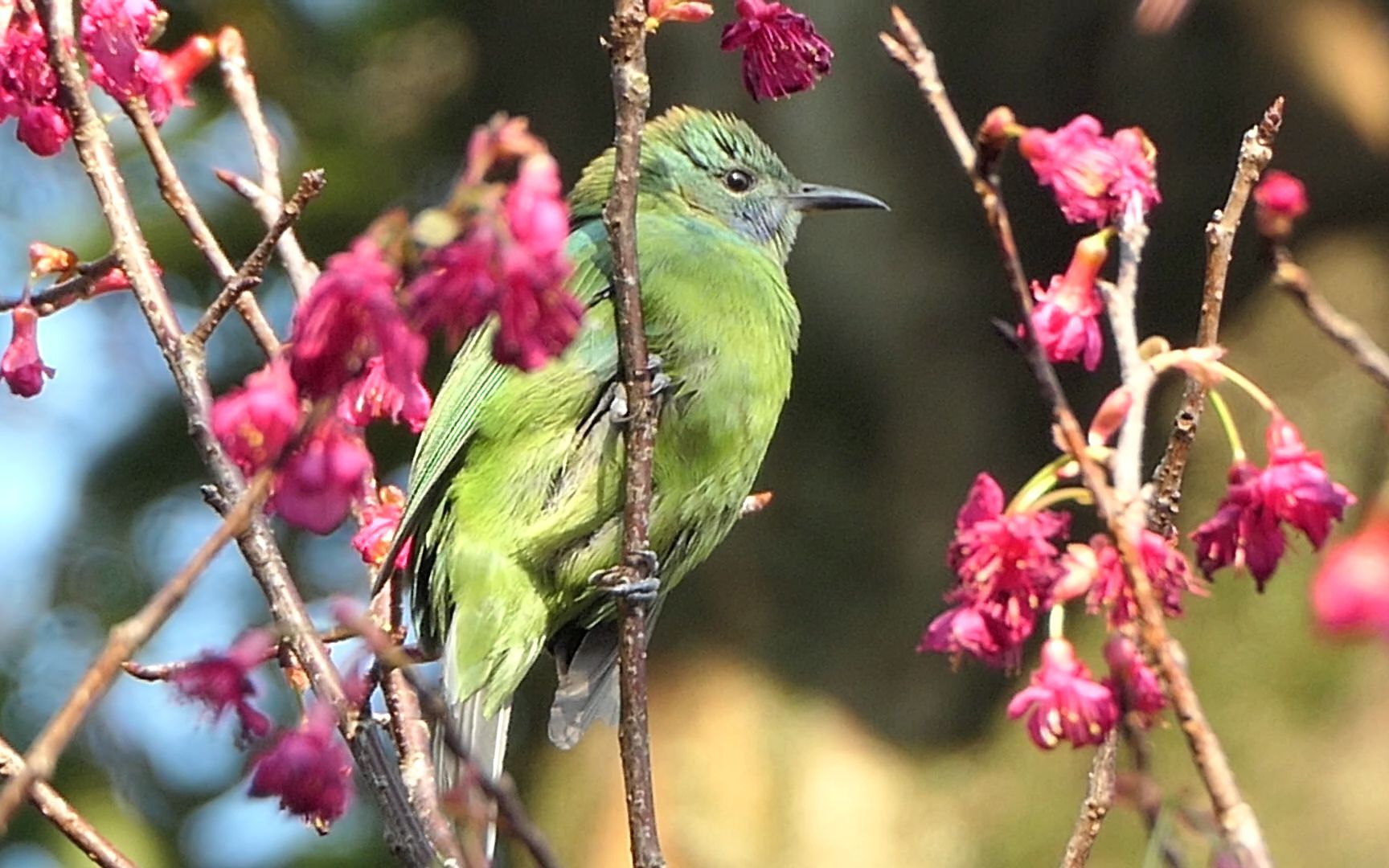 樱花上可爱的橙腹叶鹎雌鸟