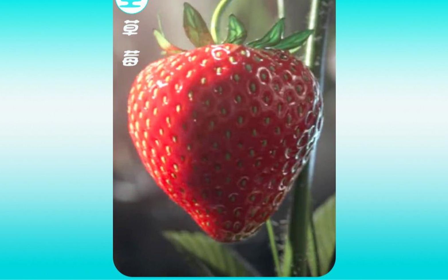 你知道草莓是怎样长出来的吗?哔哩哔哩bilibili