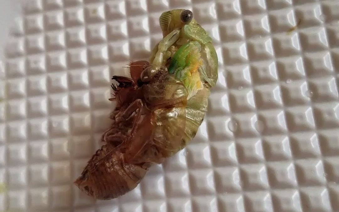 实拍 一只昆虫蝉的蜕变 知了出壳 cicada metamorphosis 中英文双语字幕哔哩哔哩bilibili