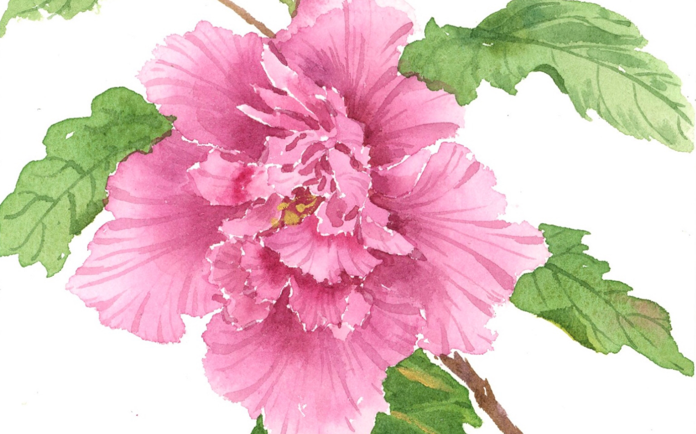 水彩手绘木槿花