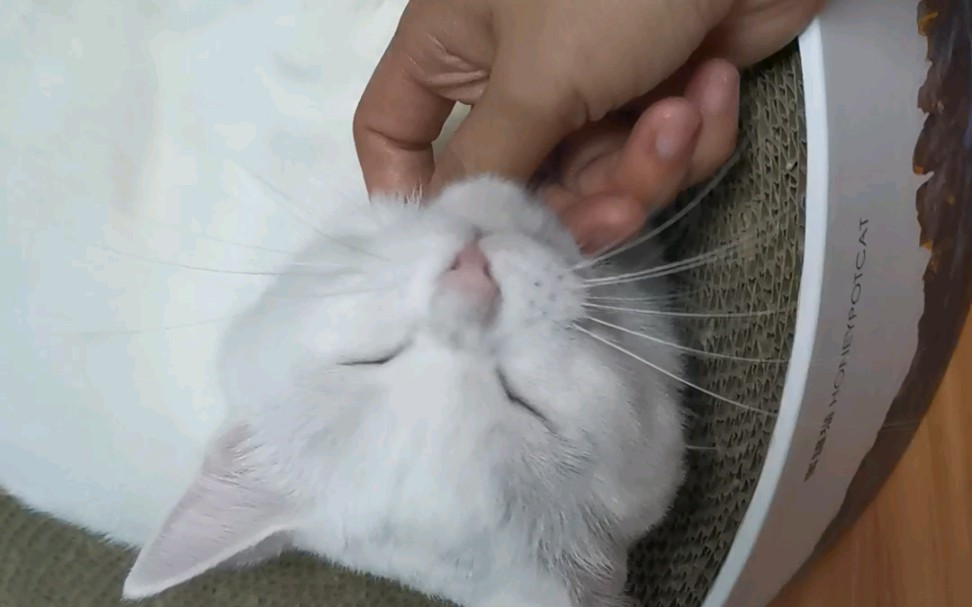 异瞳仙女猫AMSL原速猫咪舔手哔哩哔哩bilibili