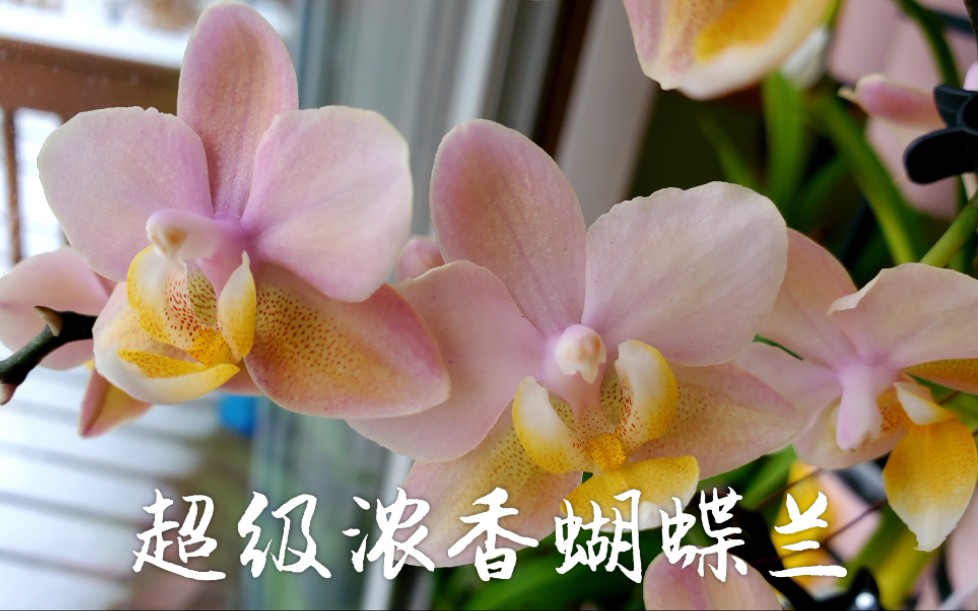 Sophie's Garden 超级浓香蝴蝶兰 Phalaenopsis Scention哔哩哔哩bilibili