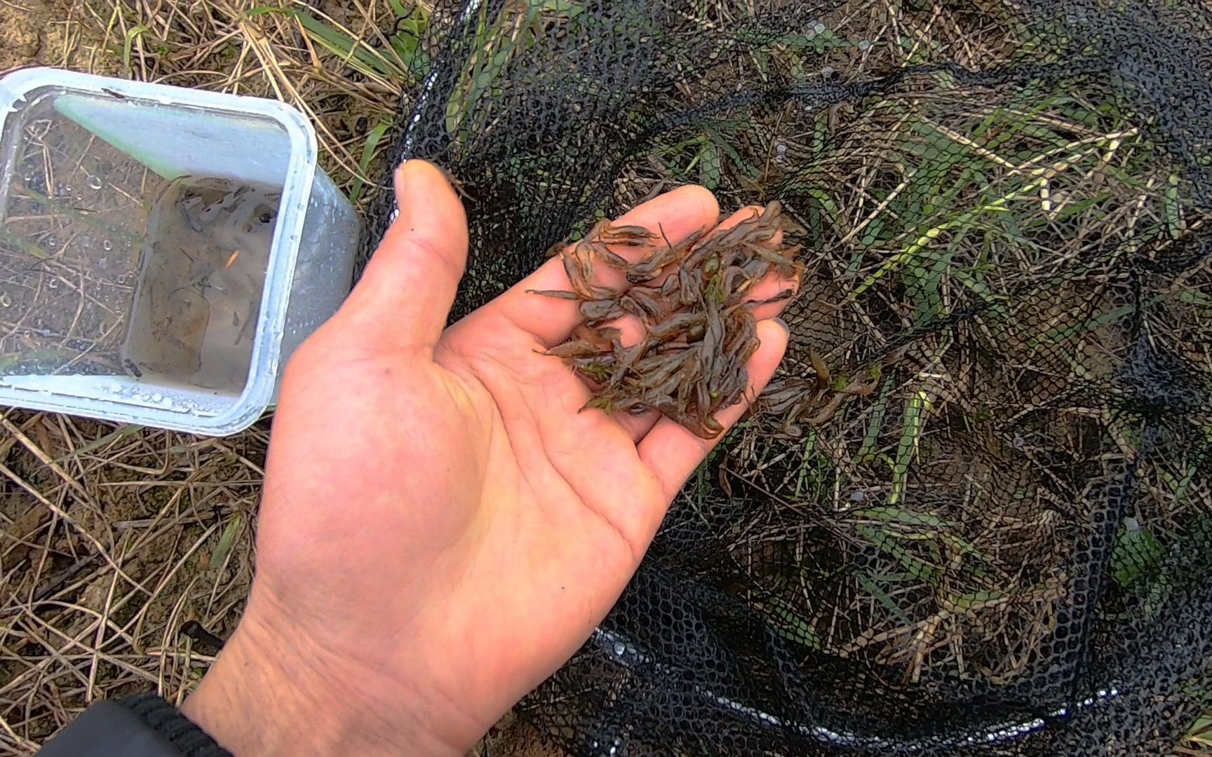 农村小溪捞虾一抄网下去密密麻麻上来太开心了