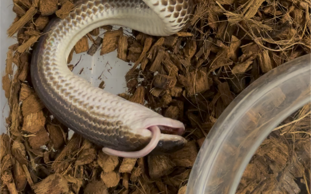 炫嘴里!闪鳞蛇一分钟暴风吸鼠