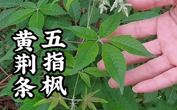 植物五指枫,又叫黄荆,蔓荆,五指柑